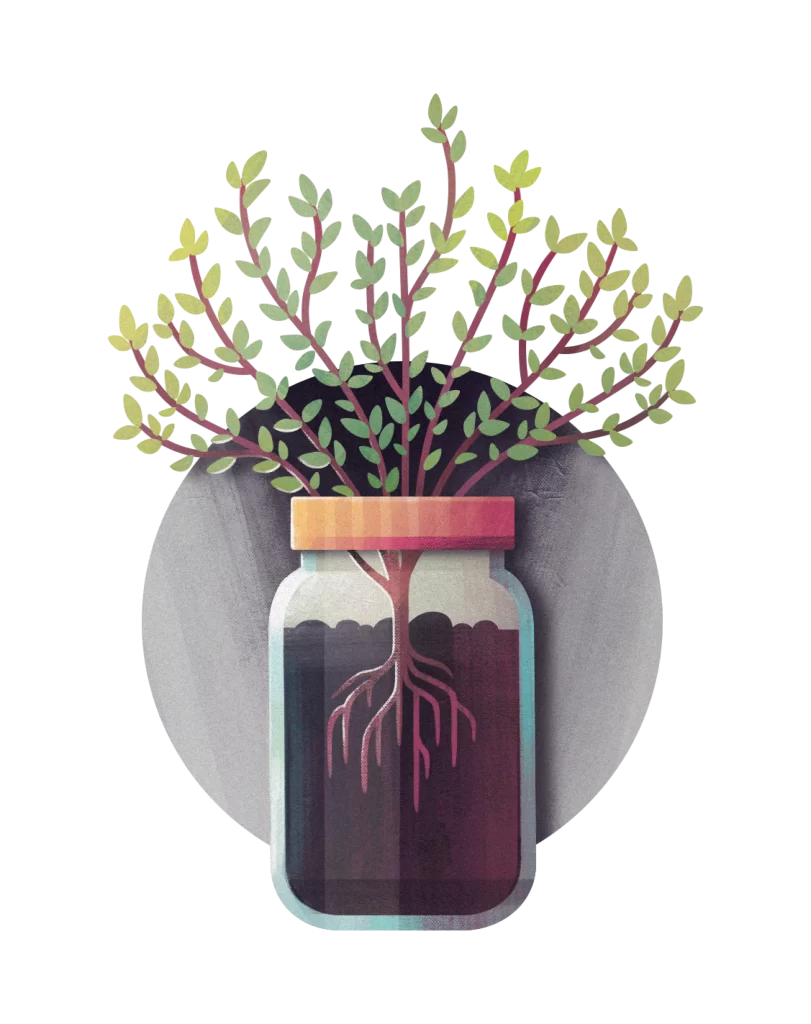 Plant Jar Roots Growth Nature