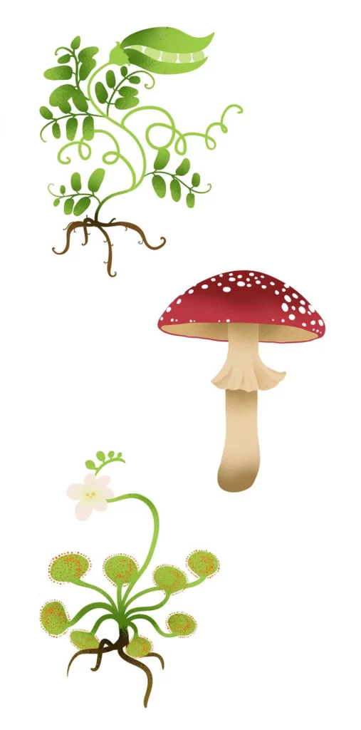 Plant Mushroom Flower
