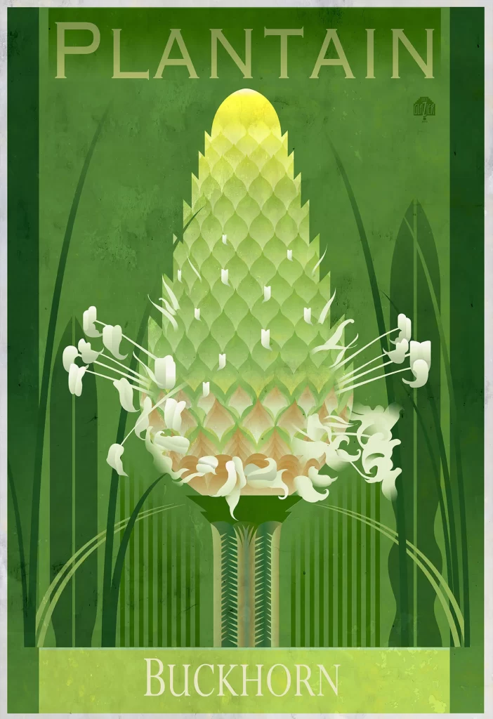 Plantain Buckhorn Nature Illustration