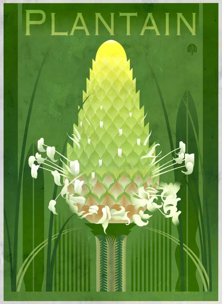 Plantain Fruit Artistic Illustration