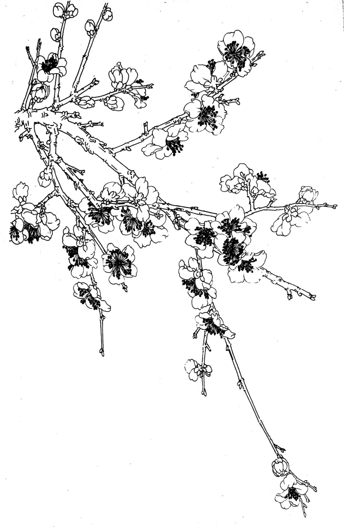 Plum Blossom Chinese Line Drawing Botanical Art