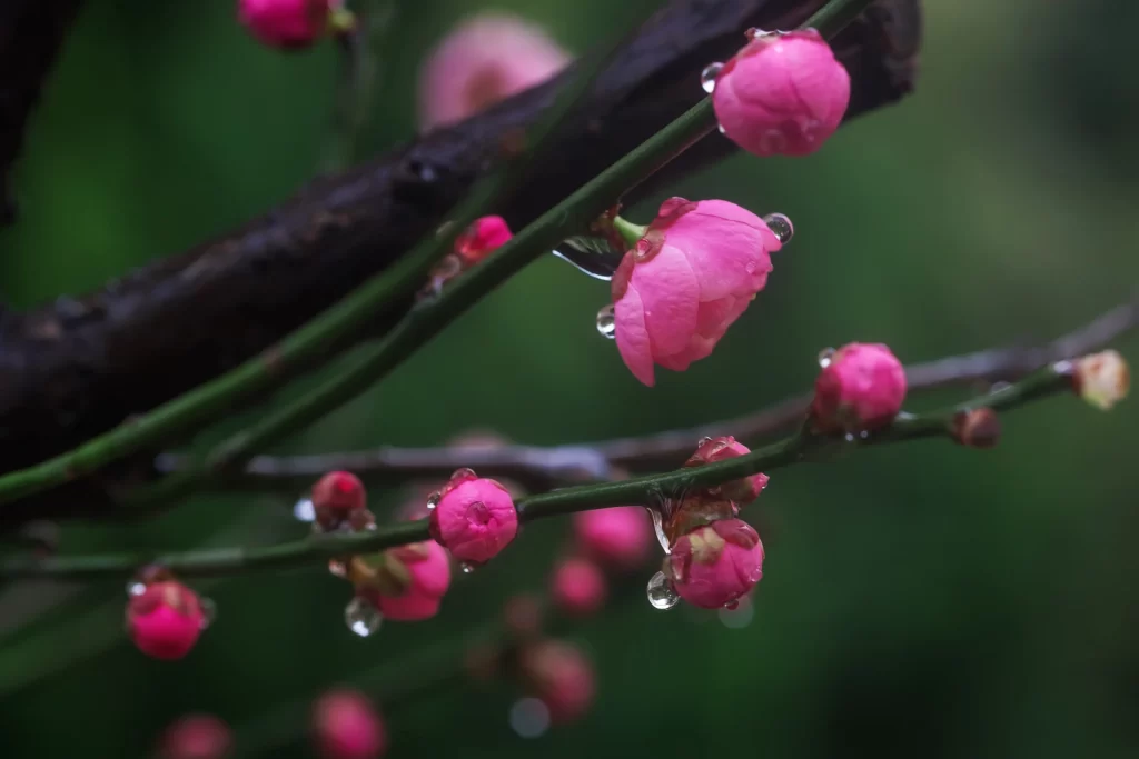 Plum Blossom Pink Green