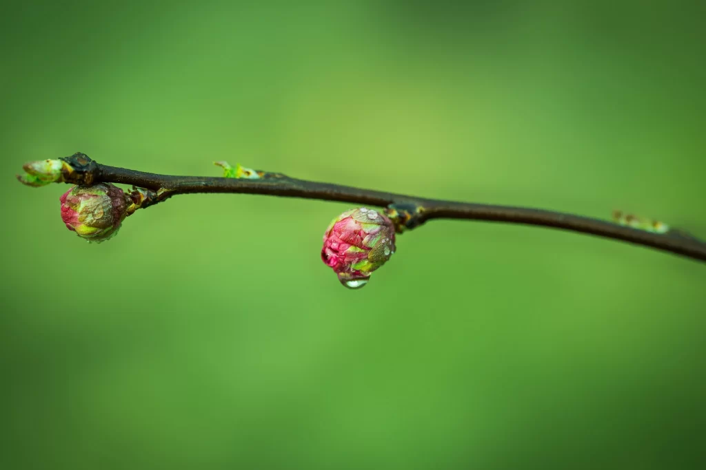 Plum Blossom Pink Green Bud warm Nature