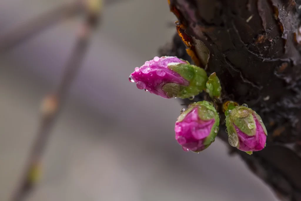 Plum Blossom Pink Green Bud