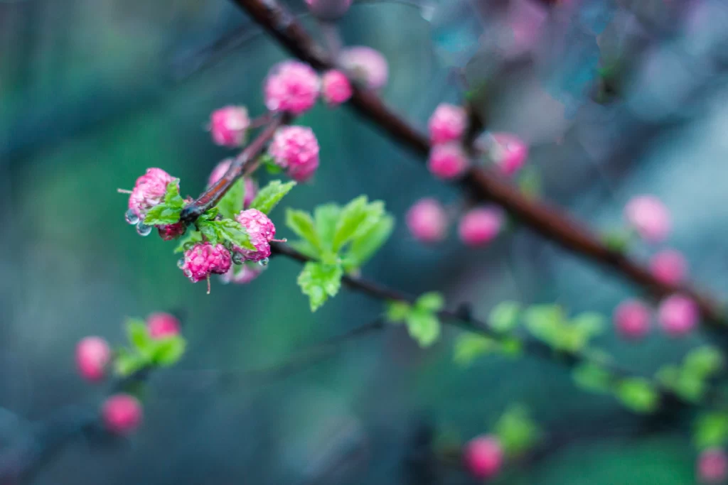 Plum Blossom Pink Green Branches