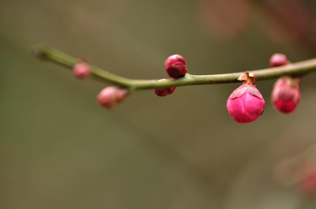 Plum Blossom Pink Green Bud warm Nature