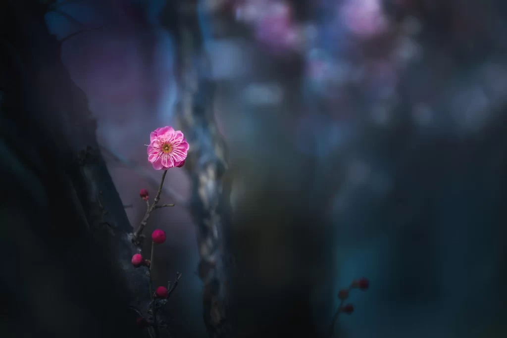 Plum Blossom Pink Petals Red Buds Dark Background