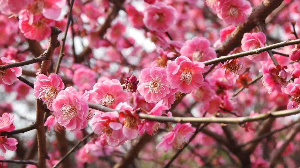 Plum Blossom Pink Petals Brown warm Branches