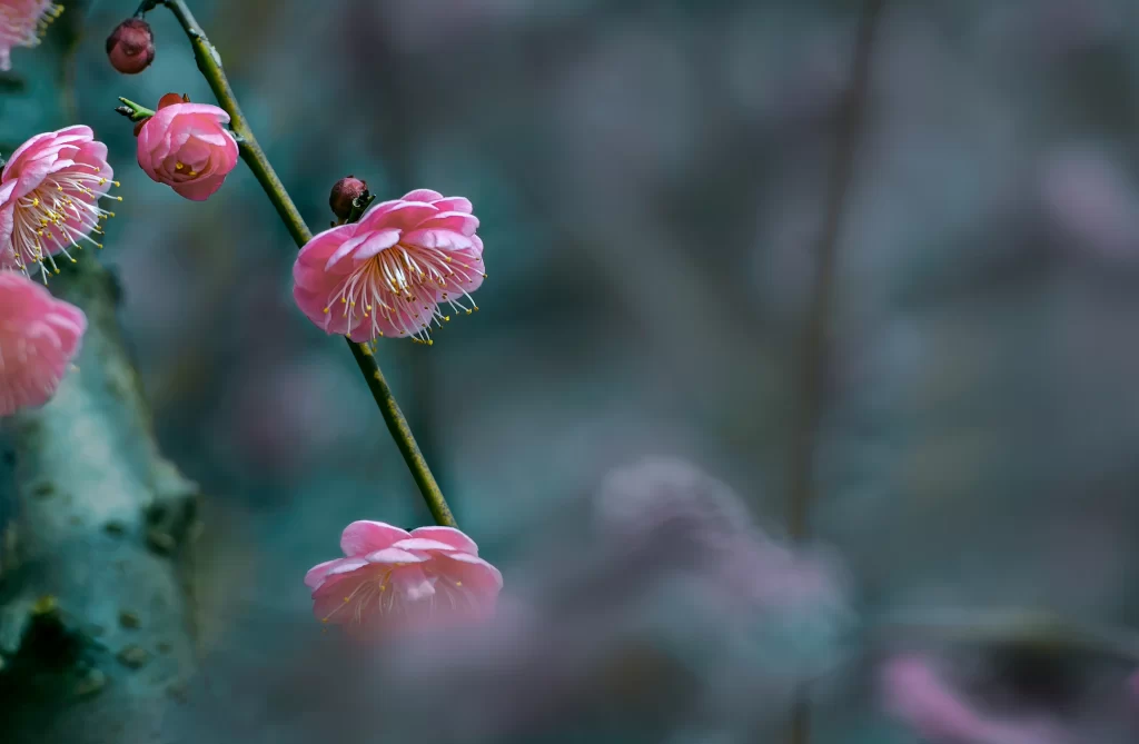 Plum Blossom Pink Petals Green Stem