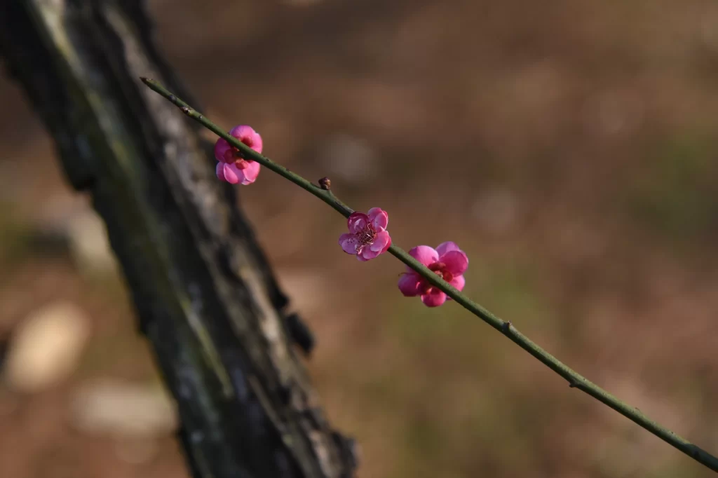 Plum Blossom Pink Petals Green Stem Brown Ground