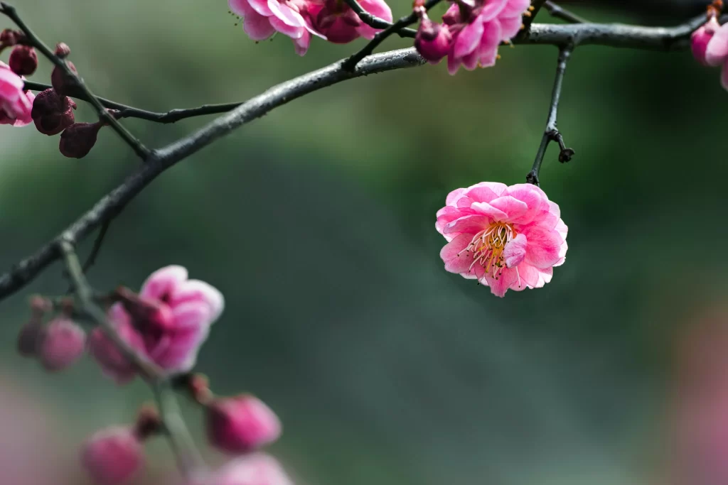 Plum Blossom Pink Petals Green Background