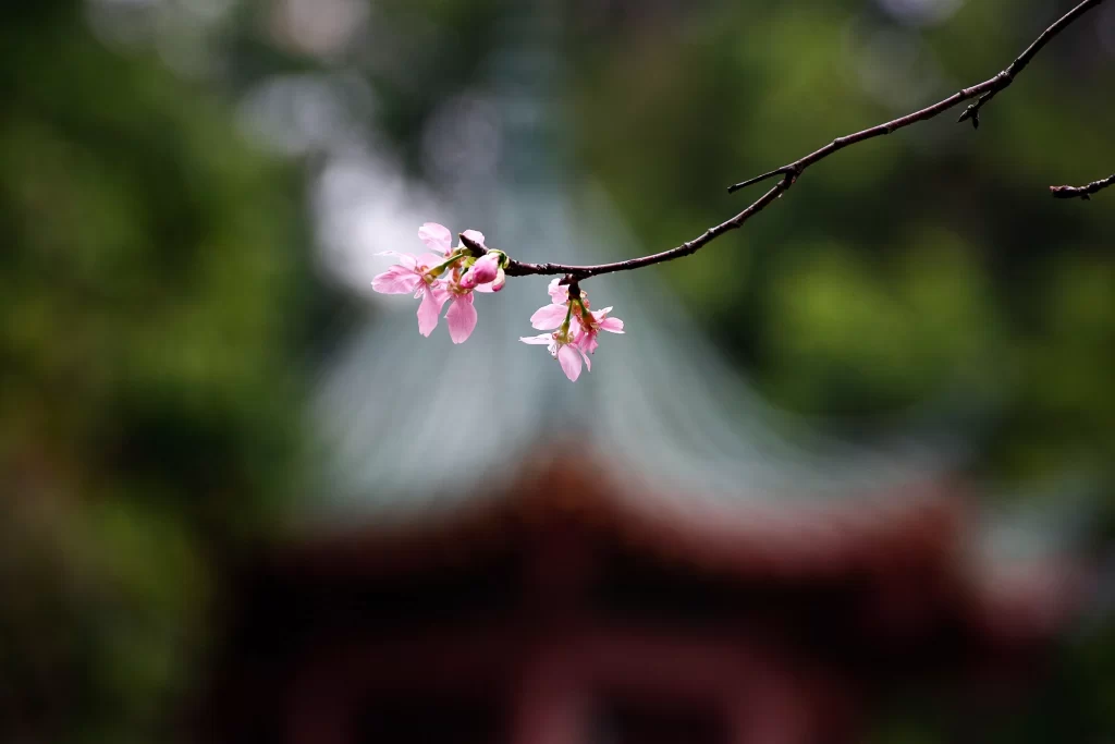 Plum Blossom Pink Petals Green Leaves Dark Background