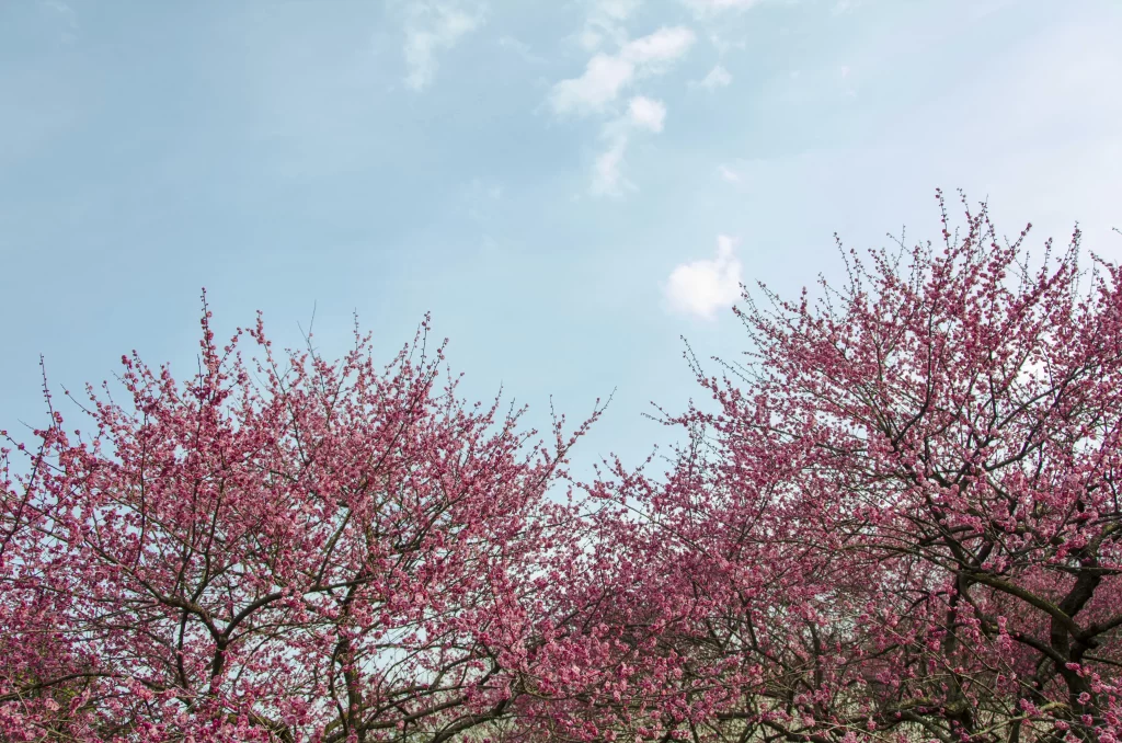 Plum Blossom Pink Petals Blue Sky