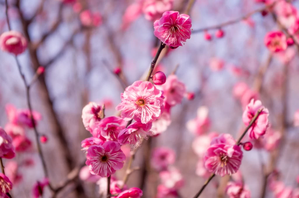 Plum Blossom Pink Petals Brown Branch Blue warm Sky