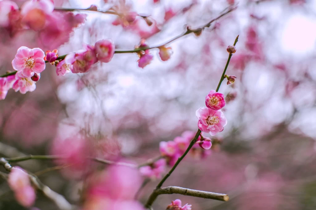 Plum Blossom Pink Petals Green warm Branches