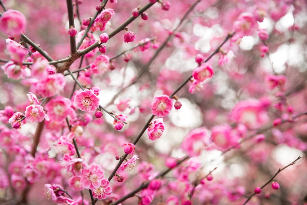 Plum Blossom Pink Petals Brown warm Branches
