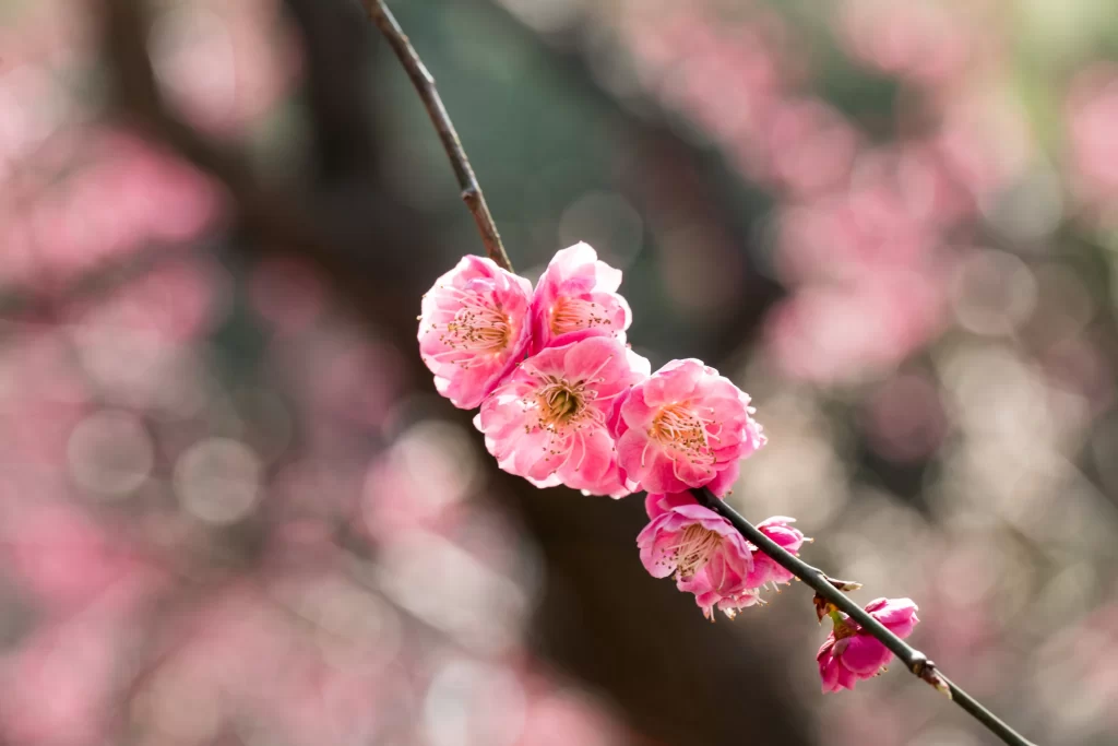 Plum Blossom Pink Petals Green warm Branches