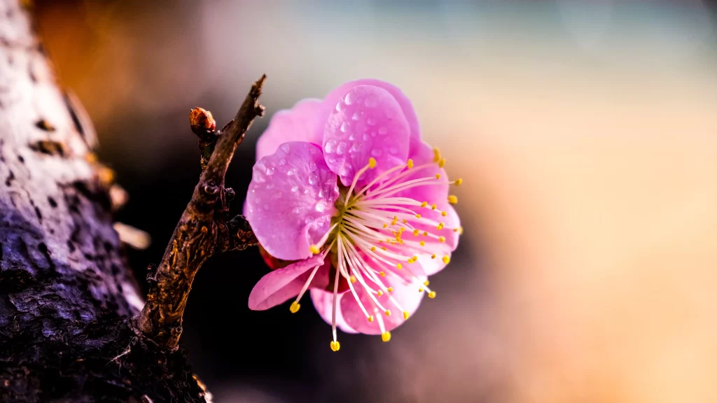 Plum Blossom Pink Petals Yellow Stamen Brown warm Branch