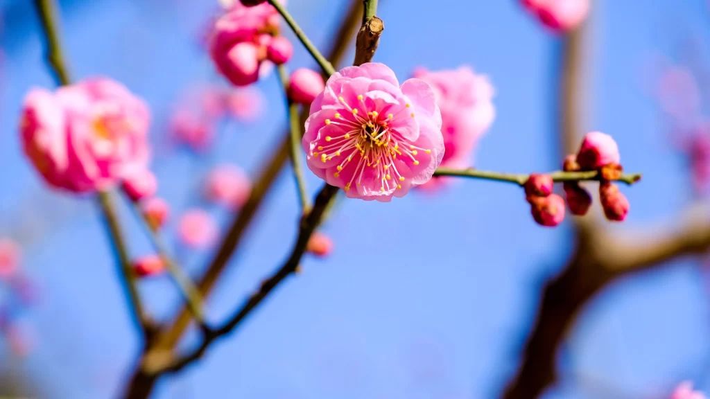 Plum Blossom Pink Petals Yellow Stamen Blue Sky