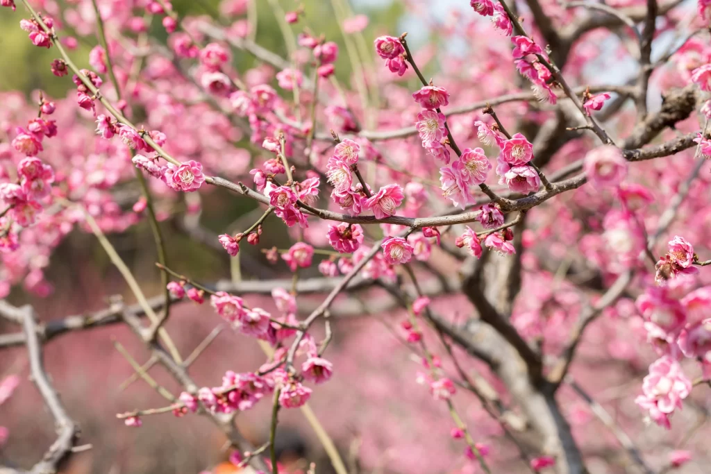 Plum Blossom Pink Petals Brown Branches Green Background