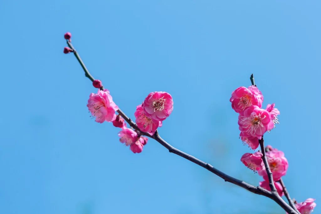 Plum Blossom Pink Petals White Stamens Blue Sky