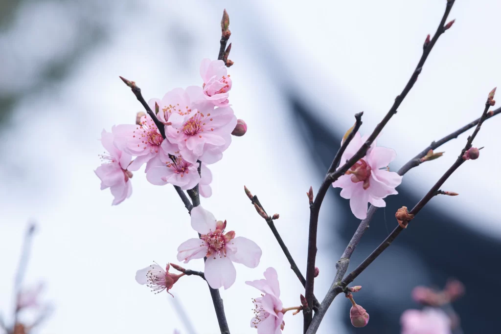 Plum Blossom Pink Petals Brown gray Branches