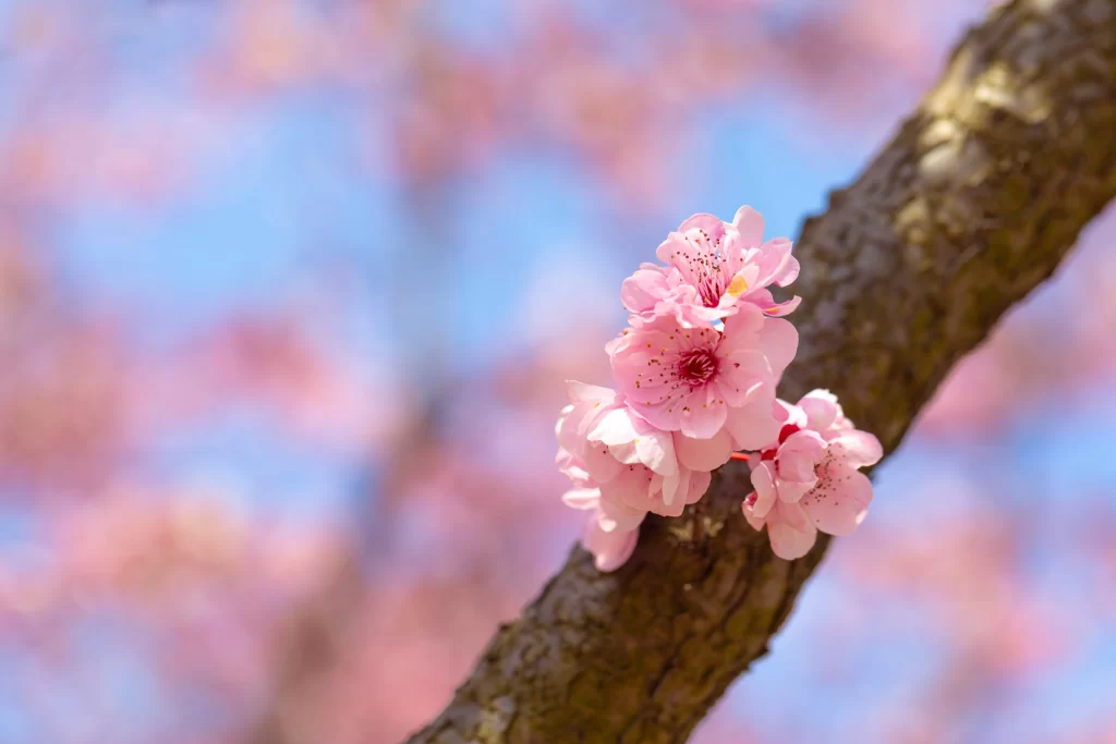 Plum Blossom Pink Petals Brown Branch Blue gray Sky