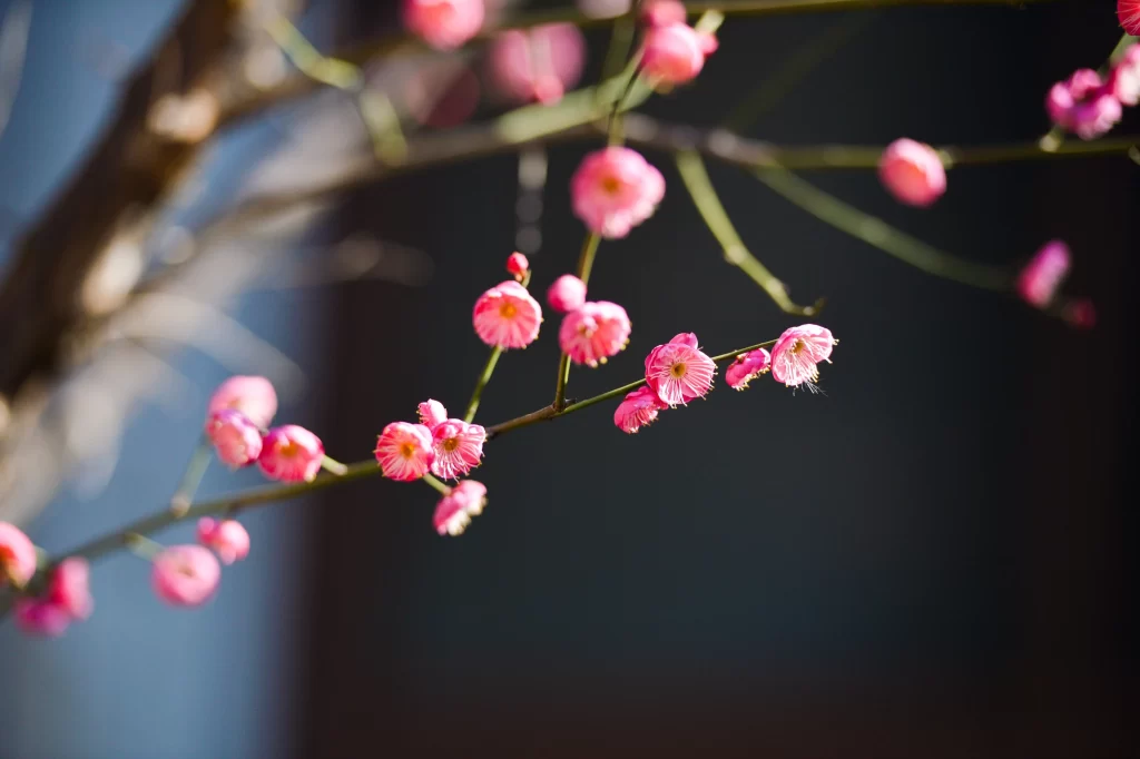 Plum Blossom Pink Petals Green Branches Blue Sky