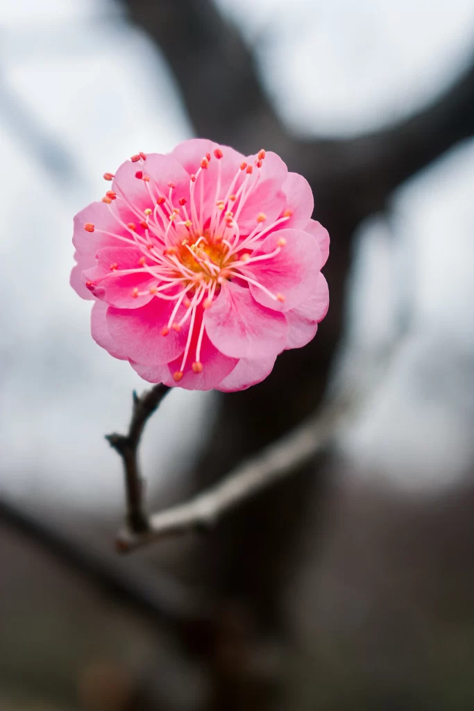 Plum Blossom Pink Petals Red Stamens Brown Branch