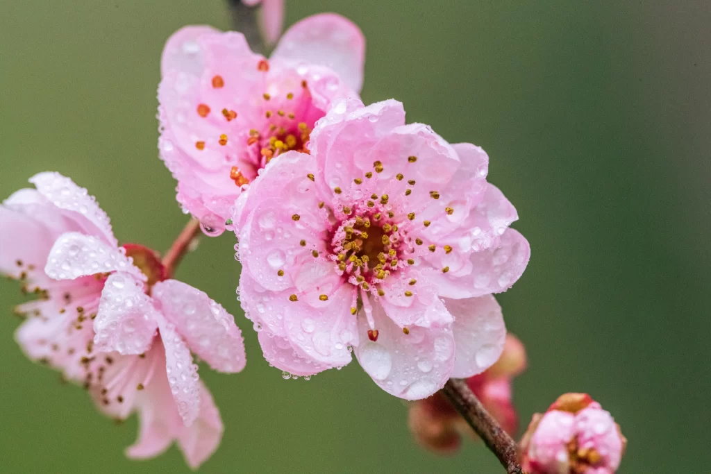 Plum Blossom Pink Petals Yellow Stamen Green Background