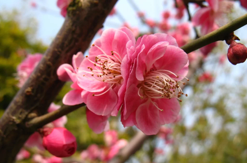 Plum Blossom Pink Petals Green Branch Blue Sky