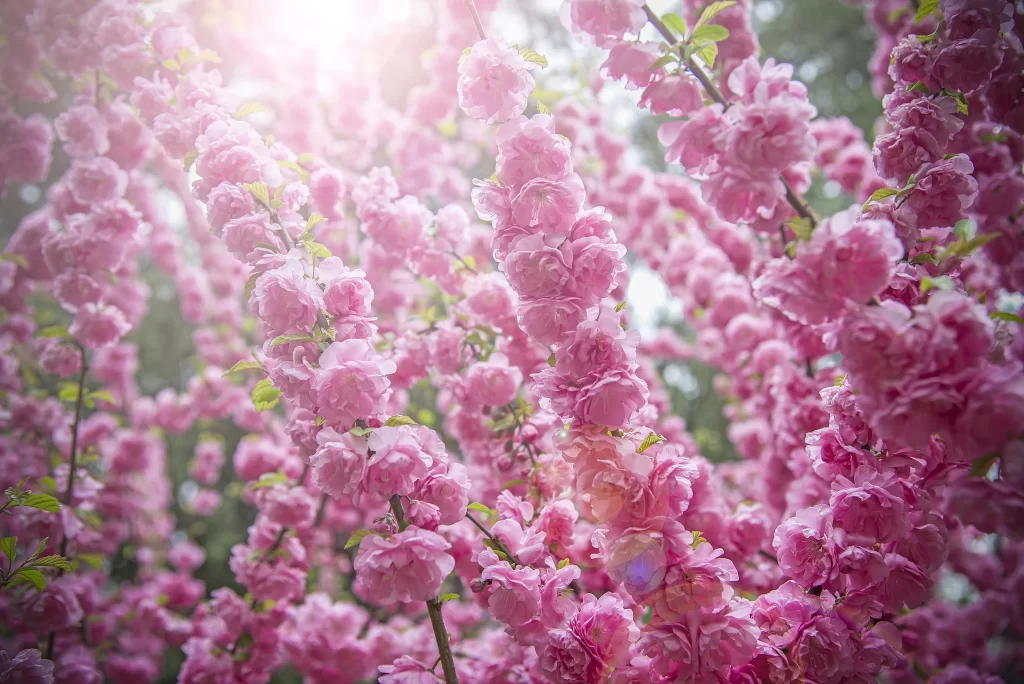 Plum Blossom Pink Petals Green Leaves Sunlight