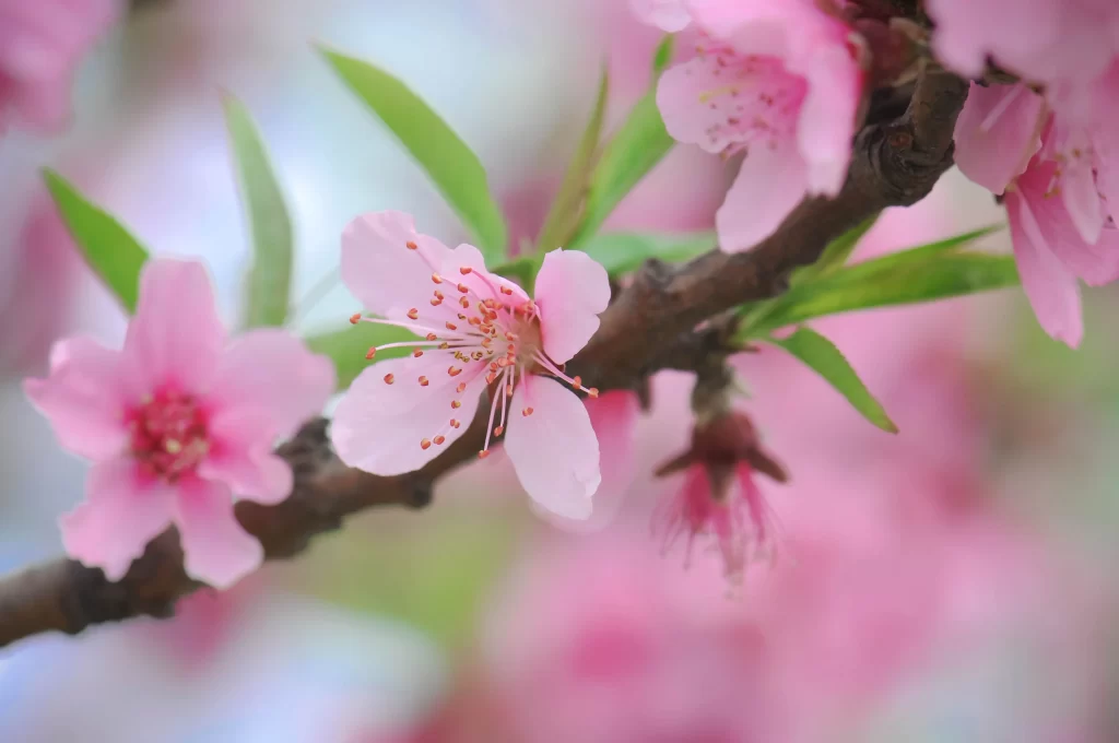 Plum Blossom Pink Petals Green Leaves Soft Focus