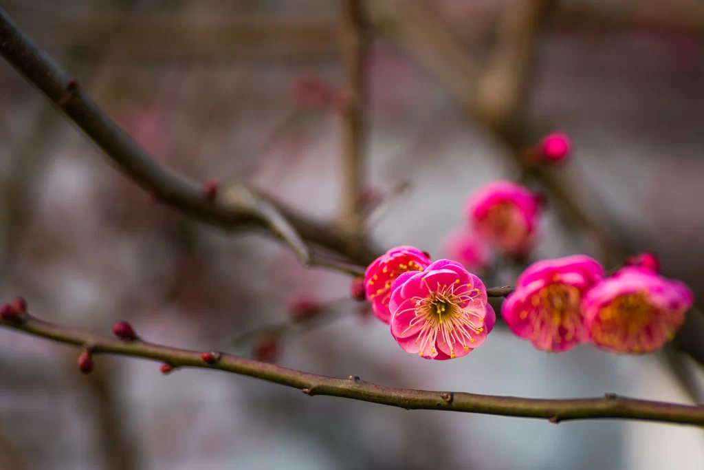 Plum Blossom Pink Petals Yellow Stamen Brown gray Branch