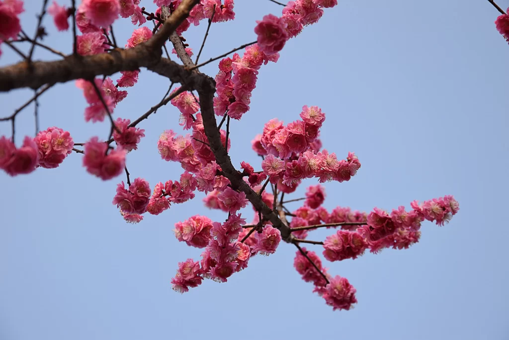 Plum Blossom Pink Petals Brown Branch Blue cool Sky