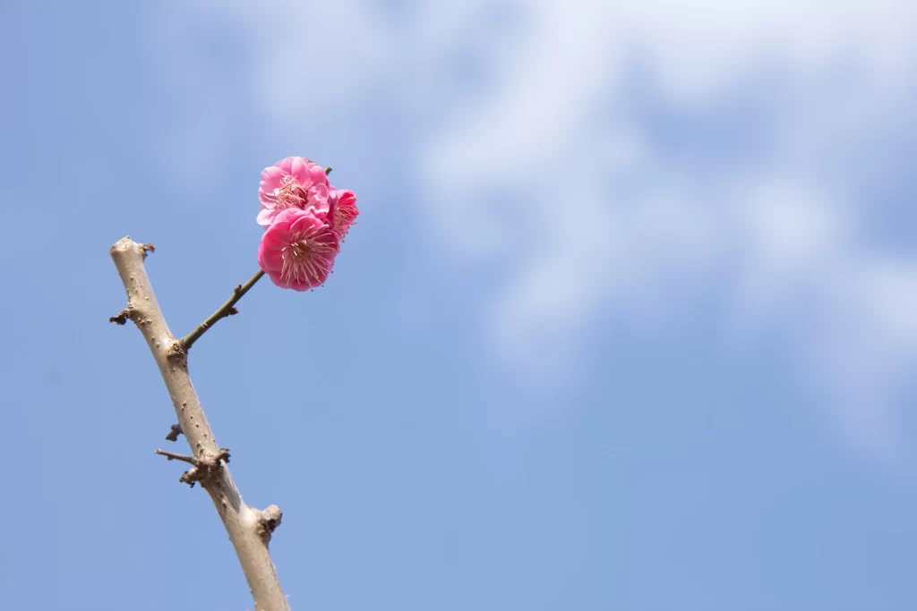 Plum Blossom Pink Petals Brown Branch Blue cool Sky
