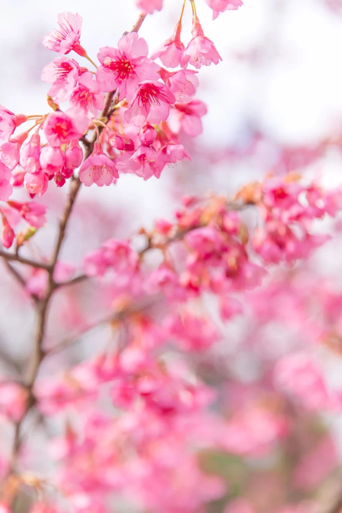 Plum Blossom Pink Petals Brown Branch White Background