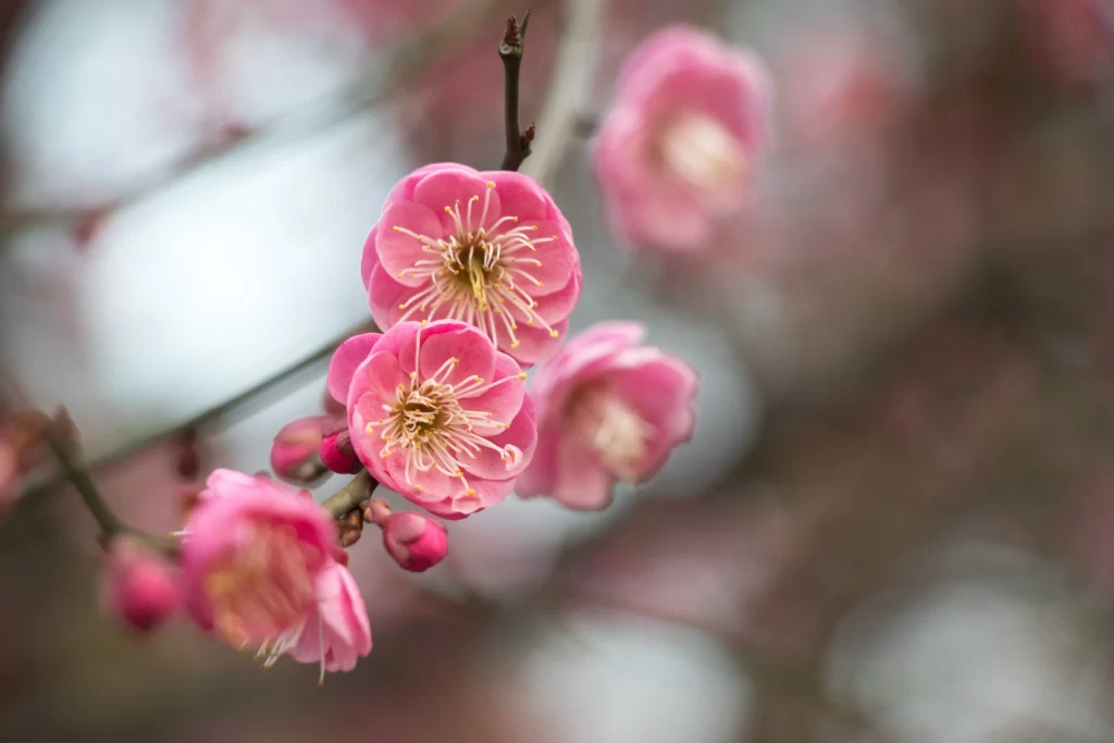 Plum Blossom Pink Petals Yellow Stamen Brown gray Branch