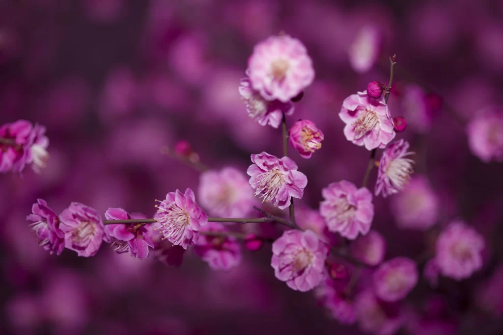 Plum Blossom Pink Purple Petals Dark Background
