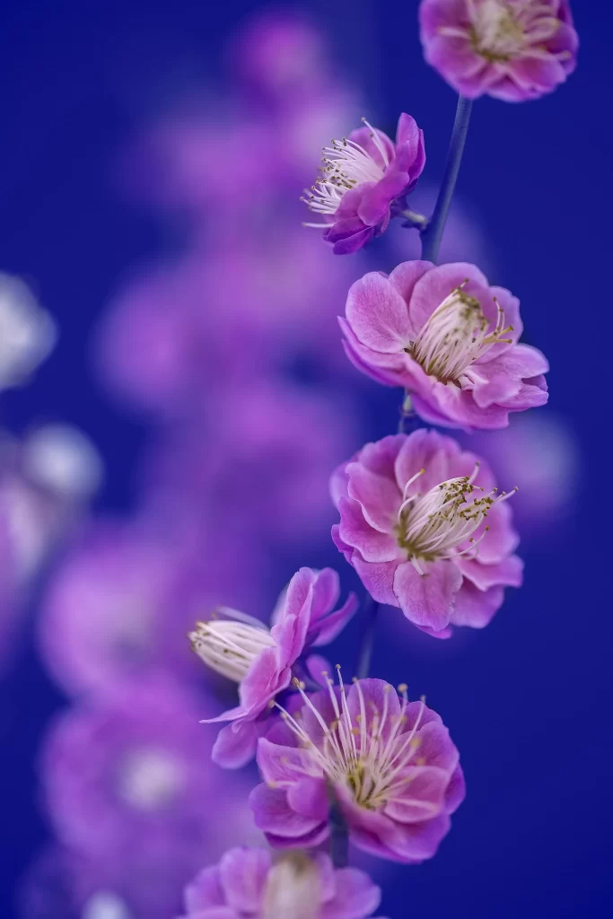 Plum Blossom Pink Purple Blue Background
