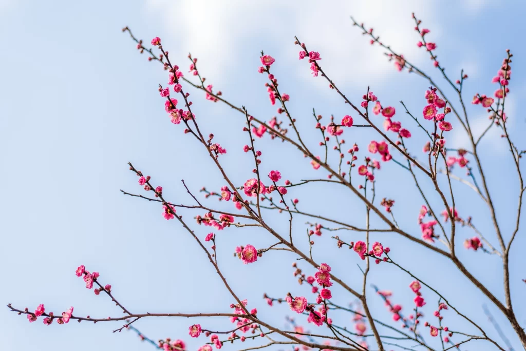 Plum Blossom Pink Red Blue gray Sky