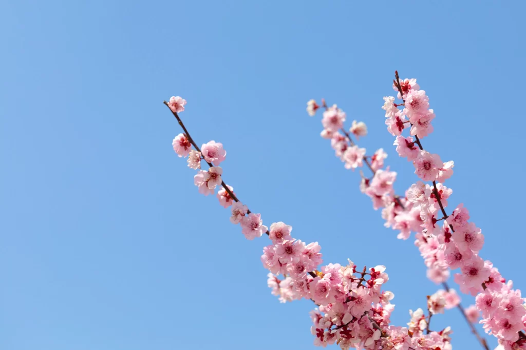 Plum Blossom Pink Red Blue cool Sky