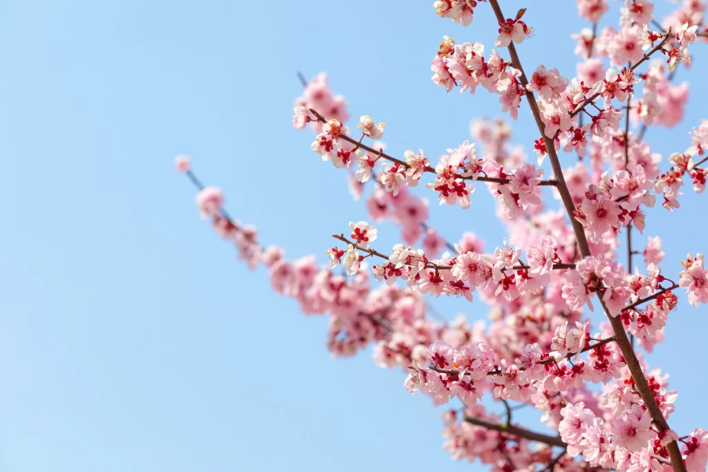 Plum Blossom Pink Red Blue gray Sky