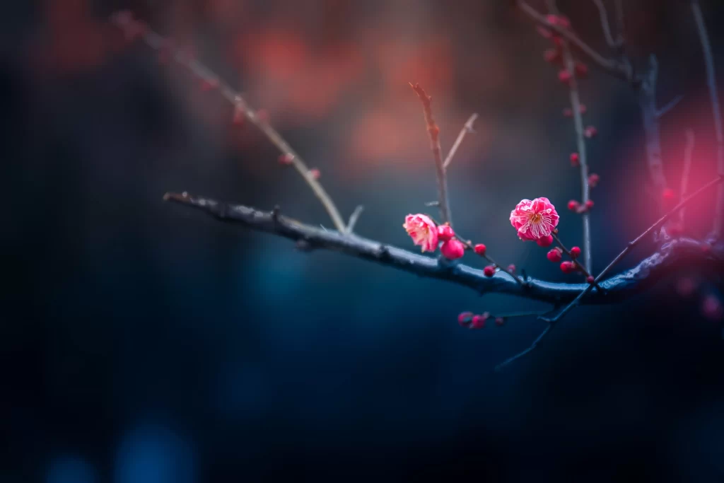 Plum Blossom Pink Red Blue Dark