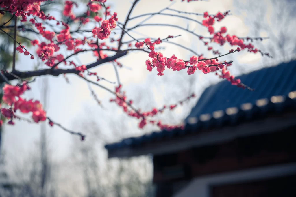 Plum Blossom Pink Red Branches Blue Roof