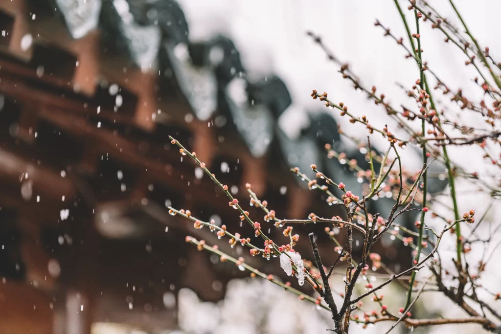 Plum Blossom Pink Red Brown Snow