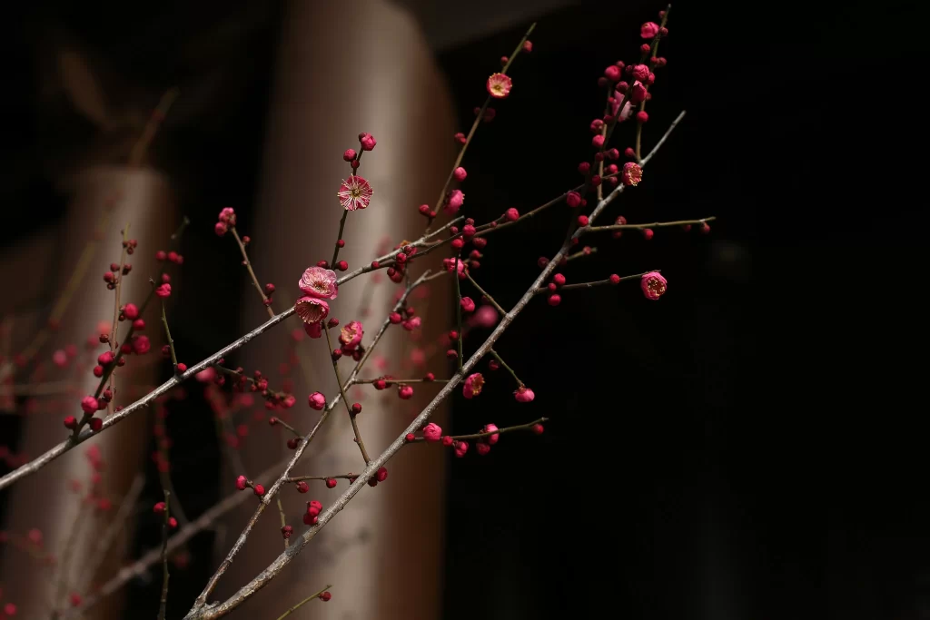 Plum Blossom Pink Red Brown dark Branch