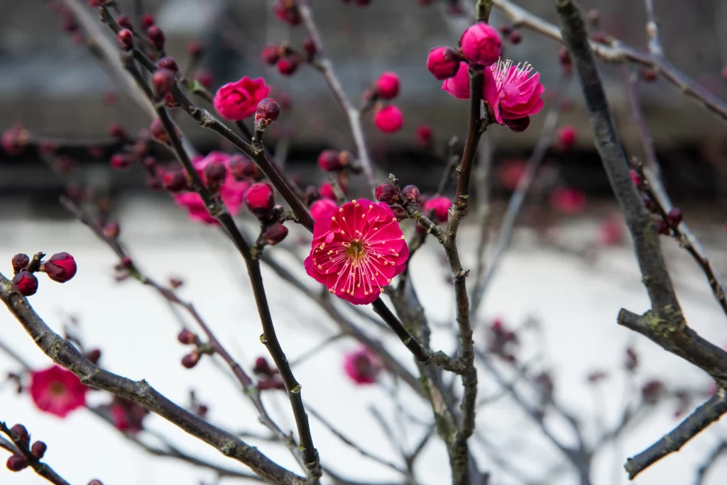 Plum Blossom Pink Red Brown gray Branch
