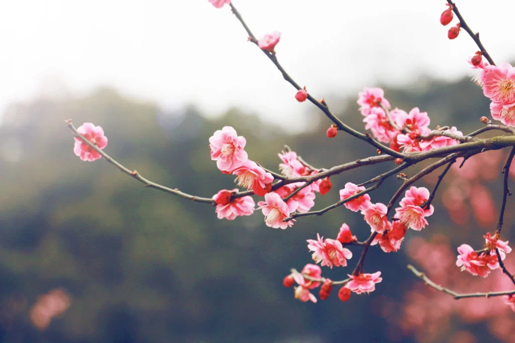 Plum Blossom Pink Red gray Green