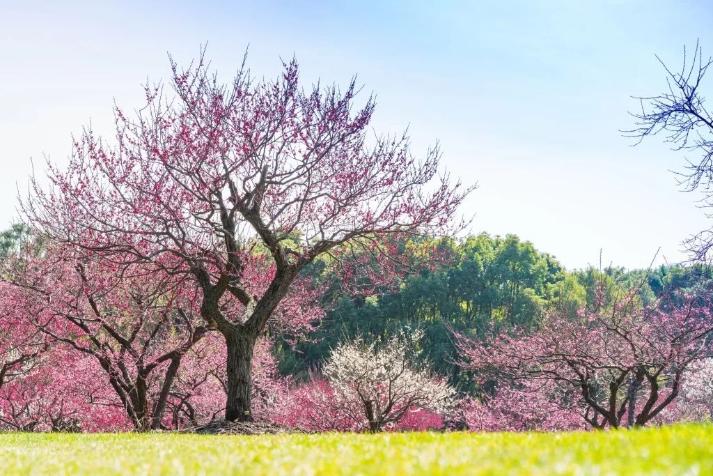 Plum Blossom Pink Red Green Grass Blue Sky
